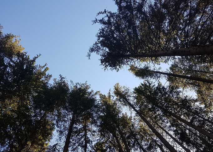 Tree tops
