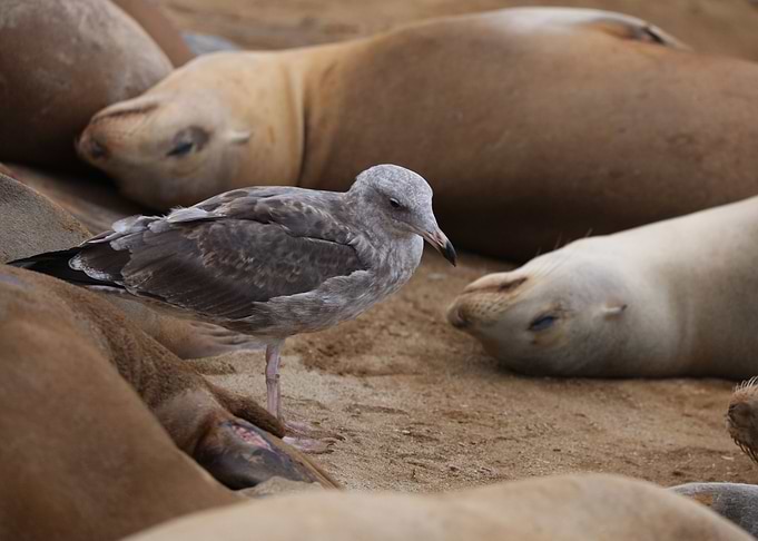 Sea Gull and Lions