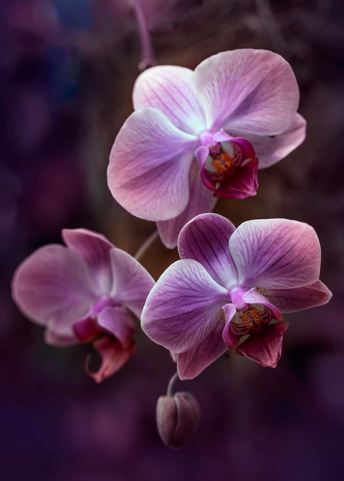 Pink Orchids