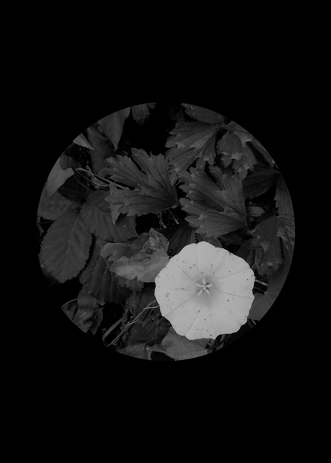 Floral I