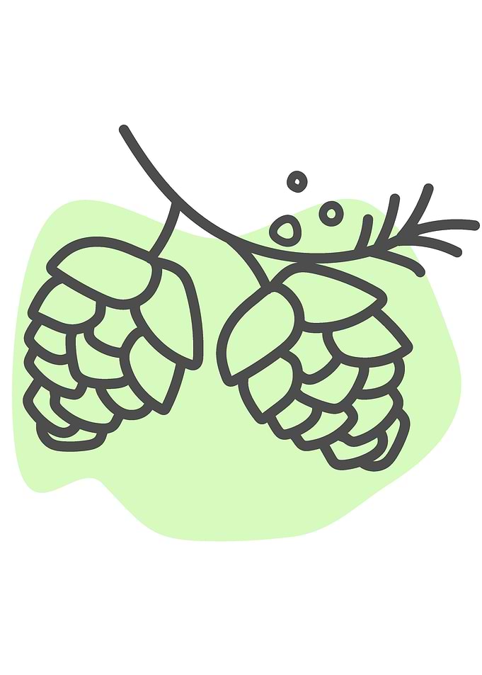 Hand Drawn Conifer Cone