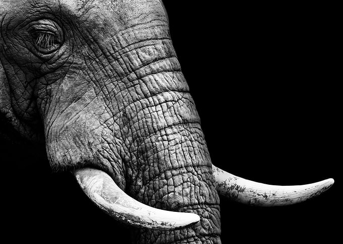Elephant face poster