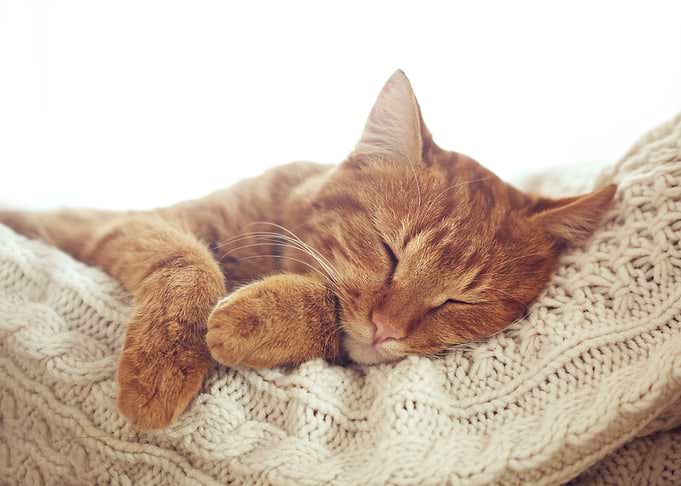 Sleepy cat