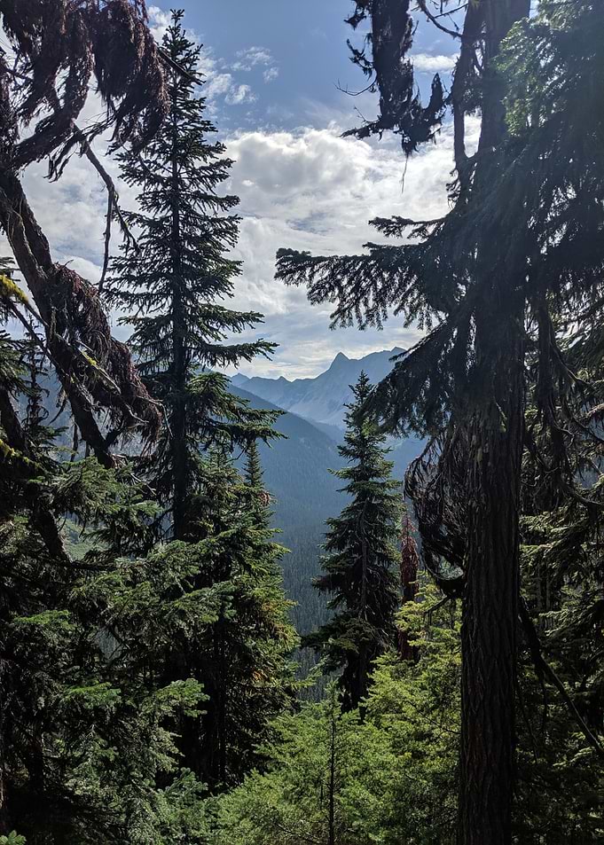 Maple Pass in the trees