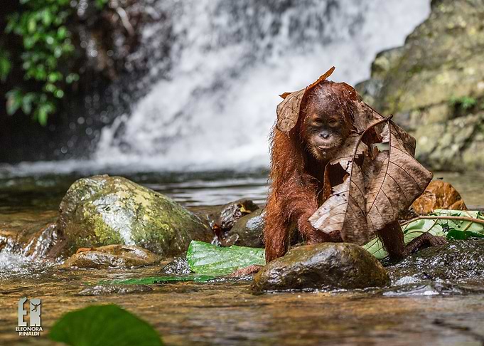 Leaf Shield