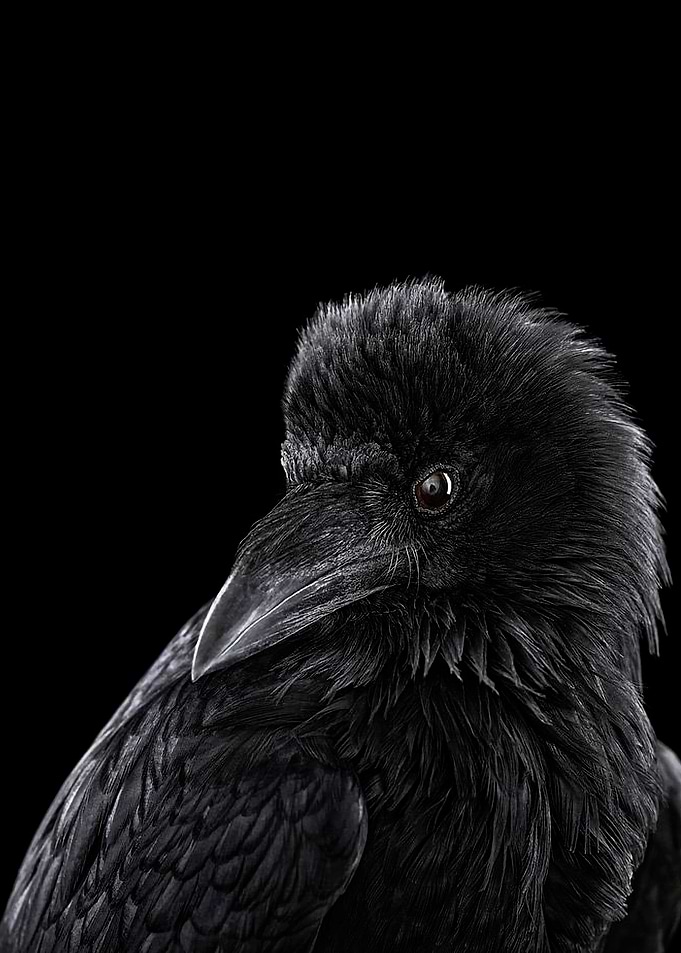 black Crow face poster