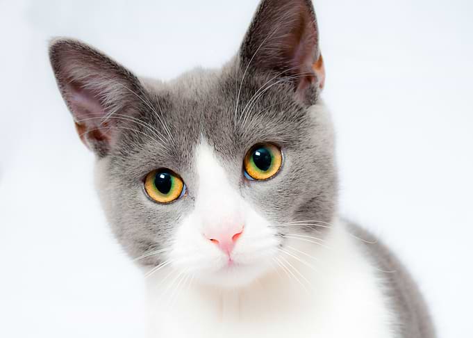 Cute Cat