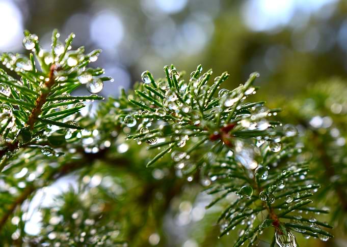 Raindrops