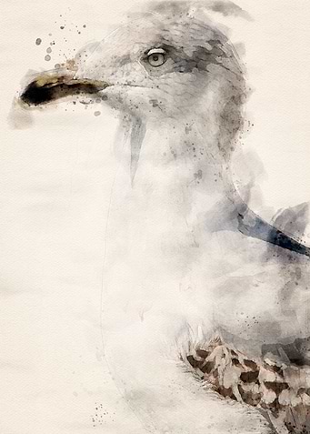 Big seagull
