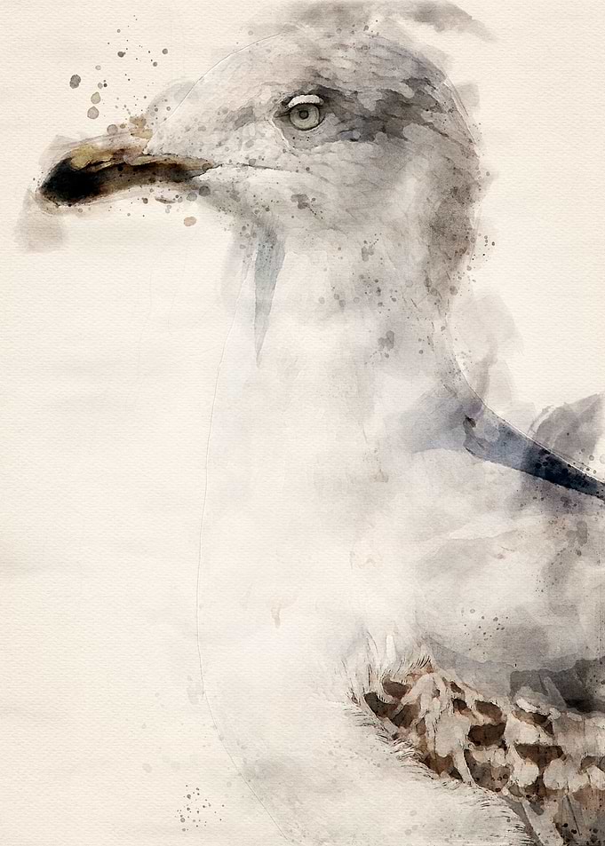 Big seagull
