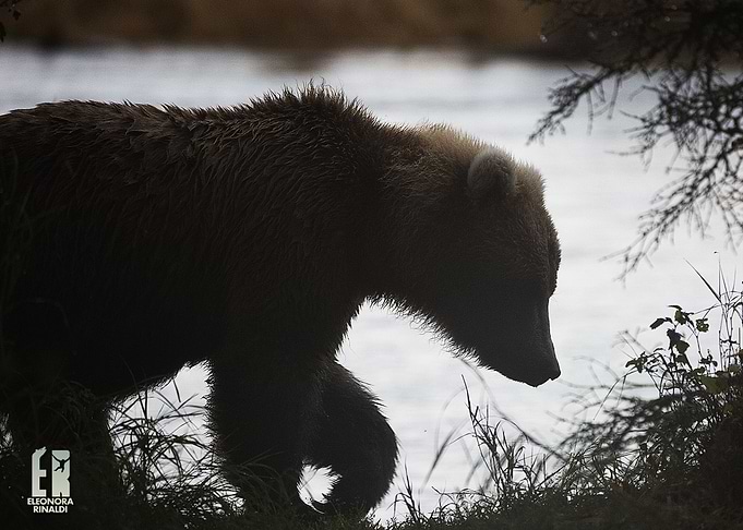Young Grizzly