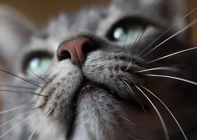 Cute Cat