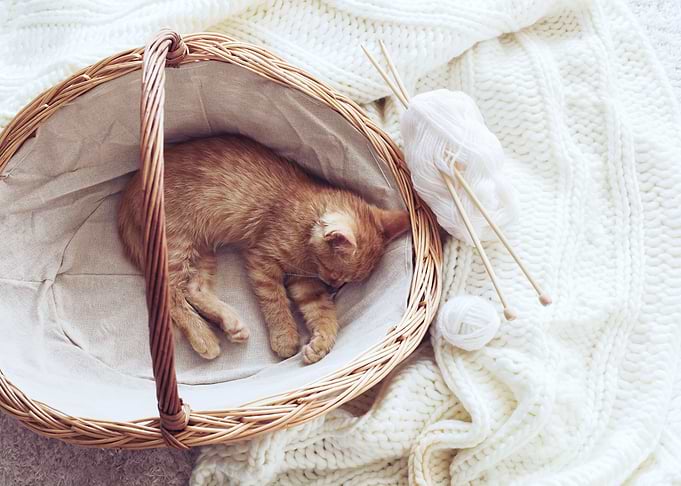 Cute Cat