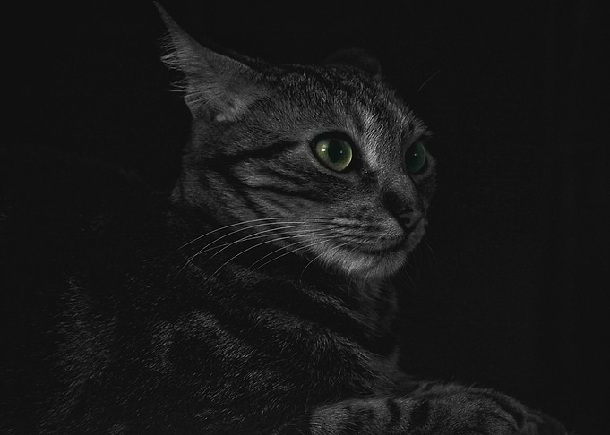 Cute Cat