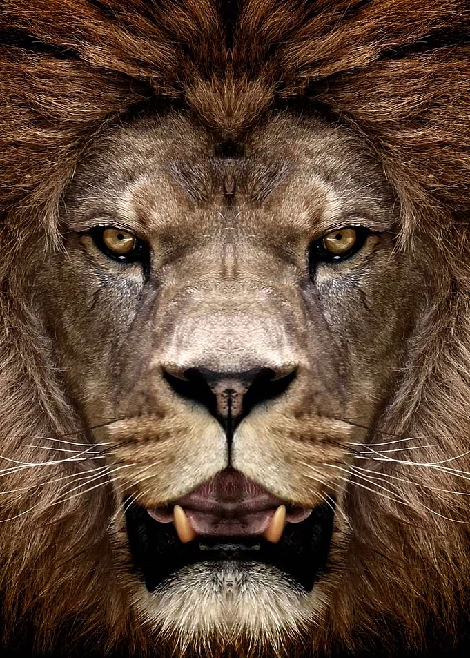 wild lion face color