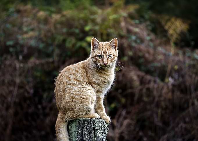 Cat