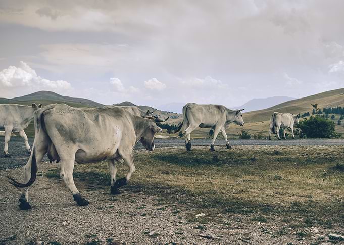 Pasture road