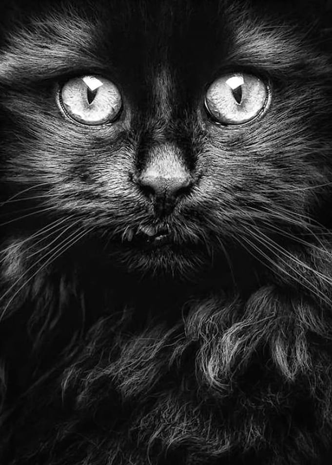 cute black cat face poster