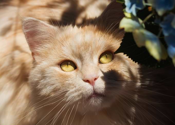 Cute Cat