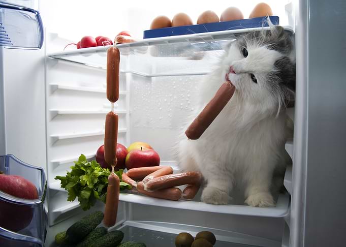 Funny Cat