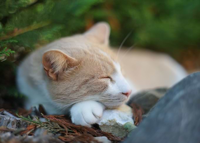 Sleepy cat