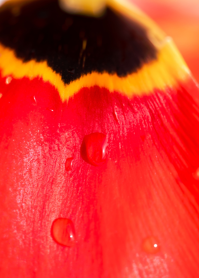 Natural abstracts