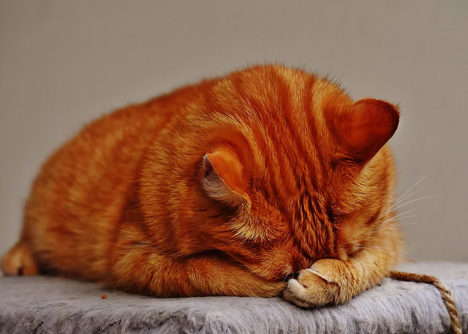Cute Cat
