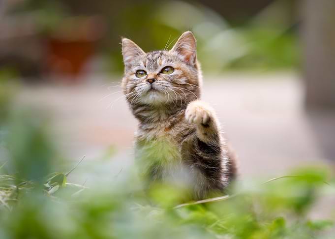 Cute Cat