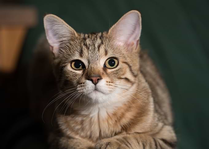 Cute Cat