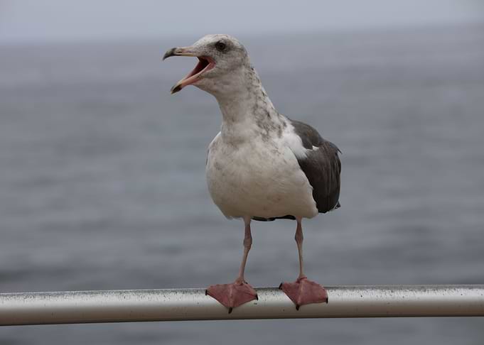 Laughing sea gull