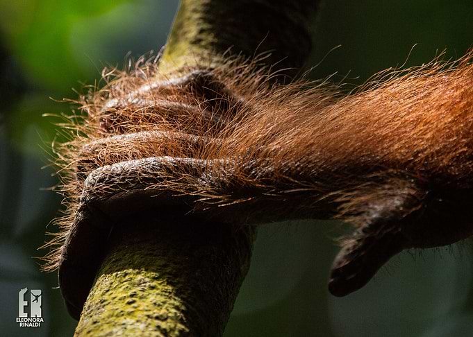 The touch of nature