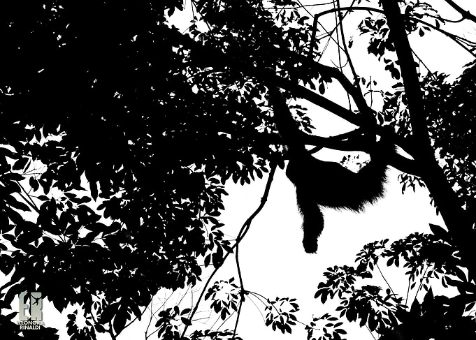 Jungle Skies