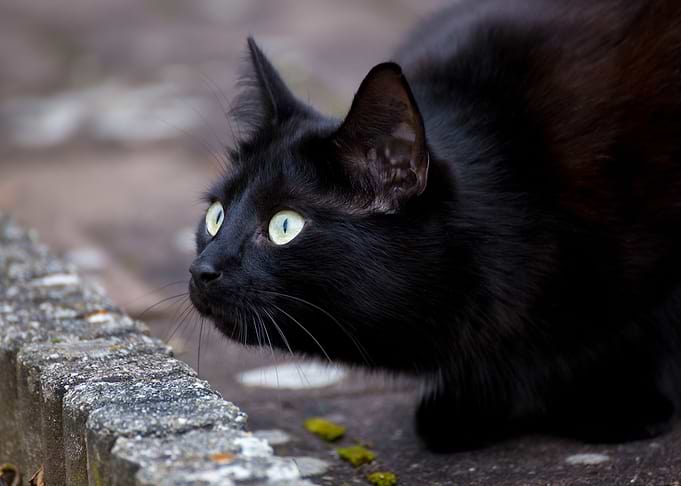 Black Cat