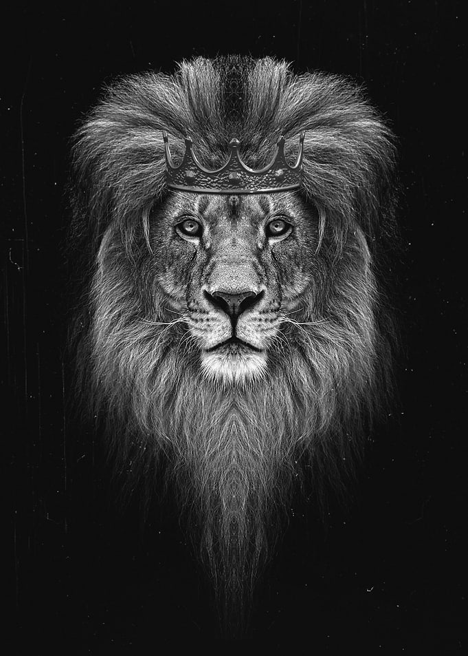 lion king head poster
