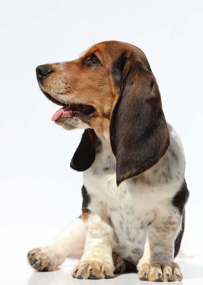 Hush Puppy