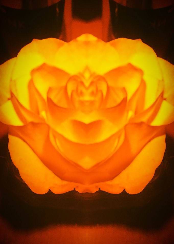 FluorescentRose1