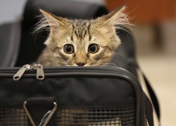 Cute Cat