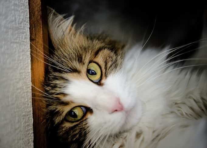 Cute Cat