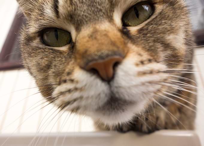 Cute Cat