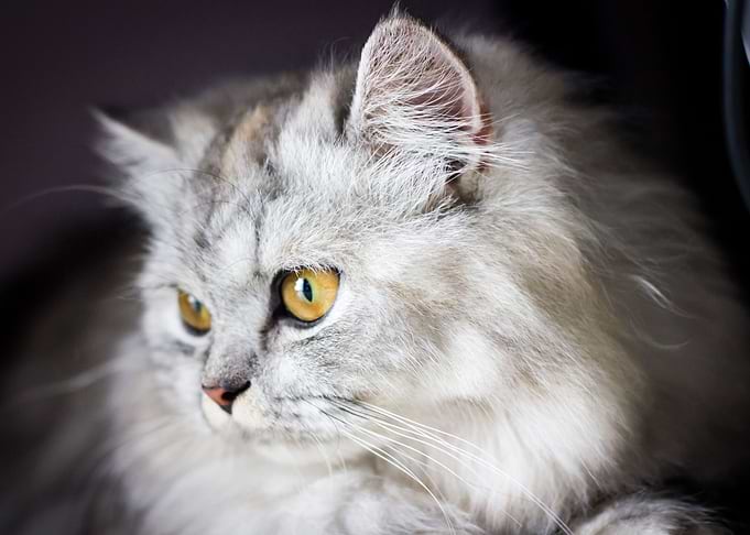Cute Cat