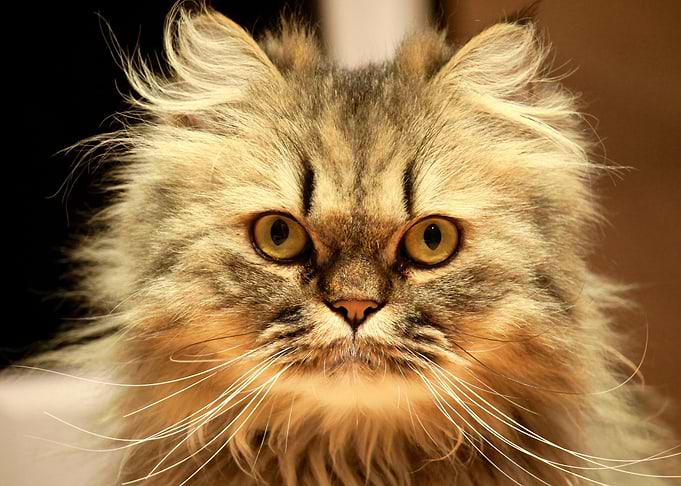 Cute Cat