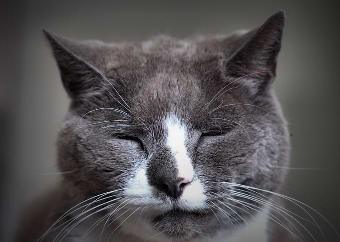 Sleepy cat