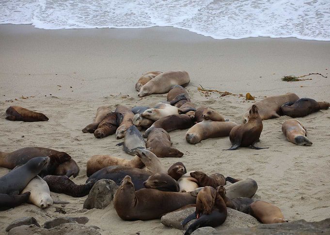 California sea lions