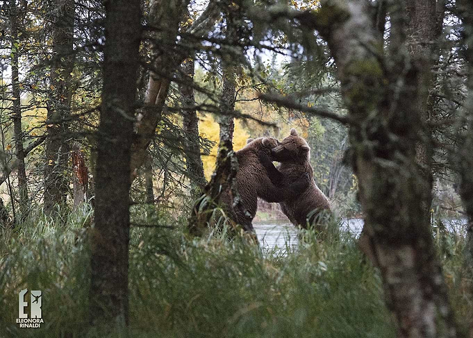 Bear Games