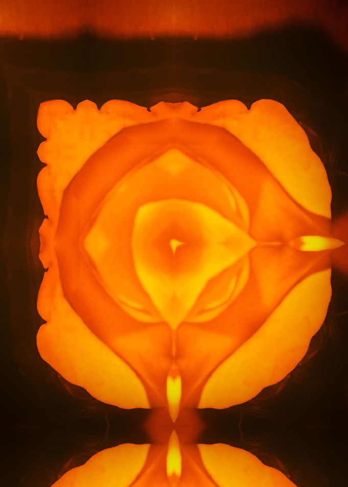 RoseFluorescente2