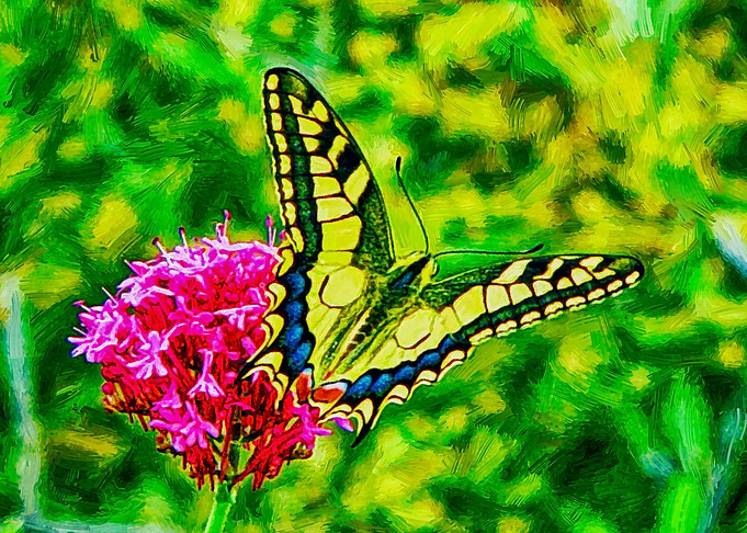 Butterfly
