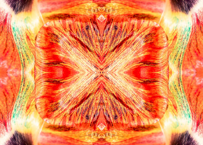Patterns from Nature