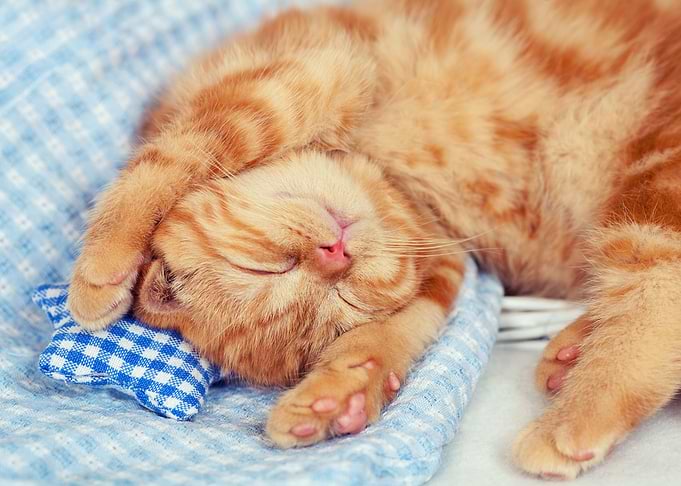Cute Cat