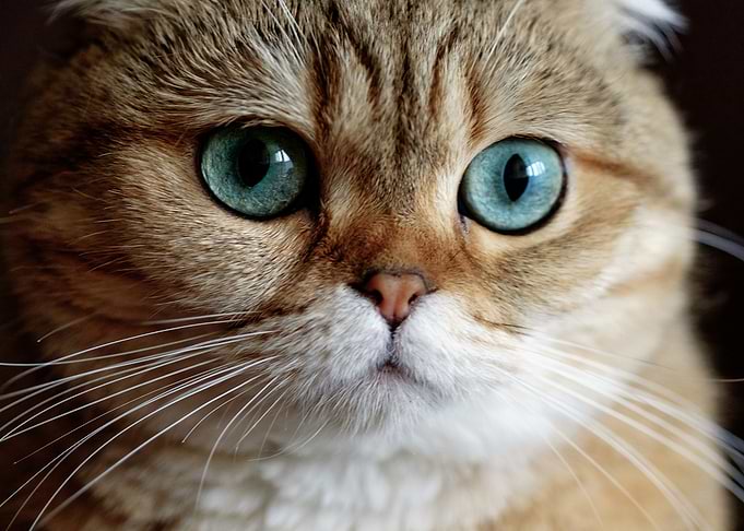 Cute Cat