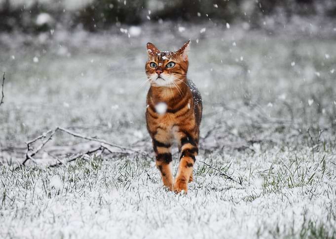Cute Cat